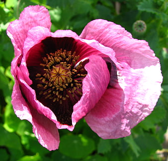 Close-up of a vibrant pink poppy flower in a garden