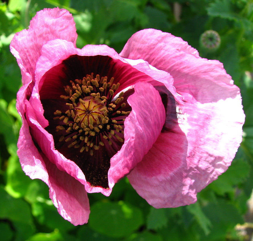 Close-up of a vibrant pink poppy flower in a garden
