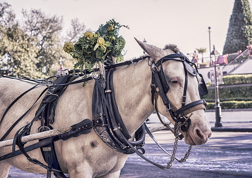 White carriage horse with floral decoration in harness