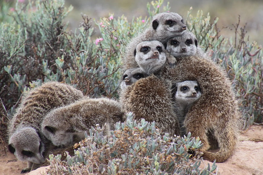 Meerkat Family Huddled Together in Desert Bushes