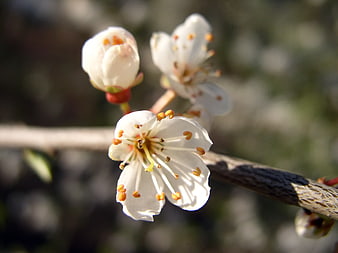 Close-up of white cherry blossom flowers on a branch