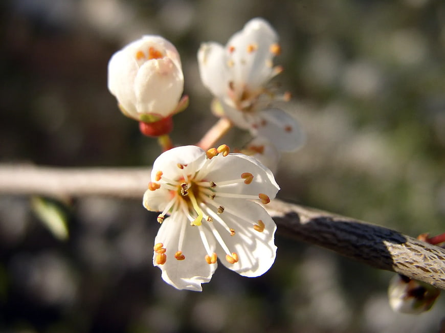Close-up of white cherry blossom flowers on a branch