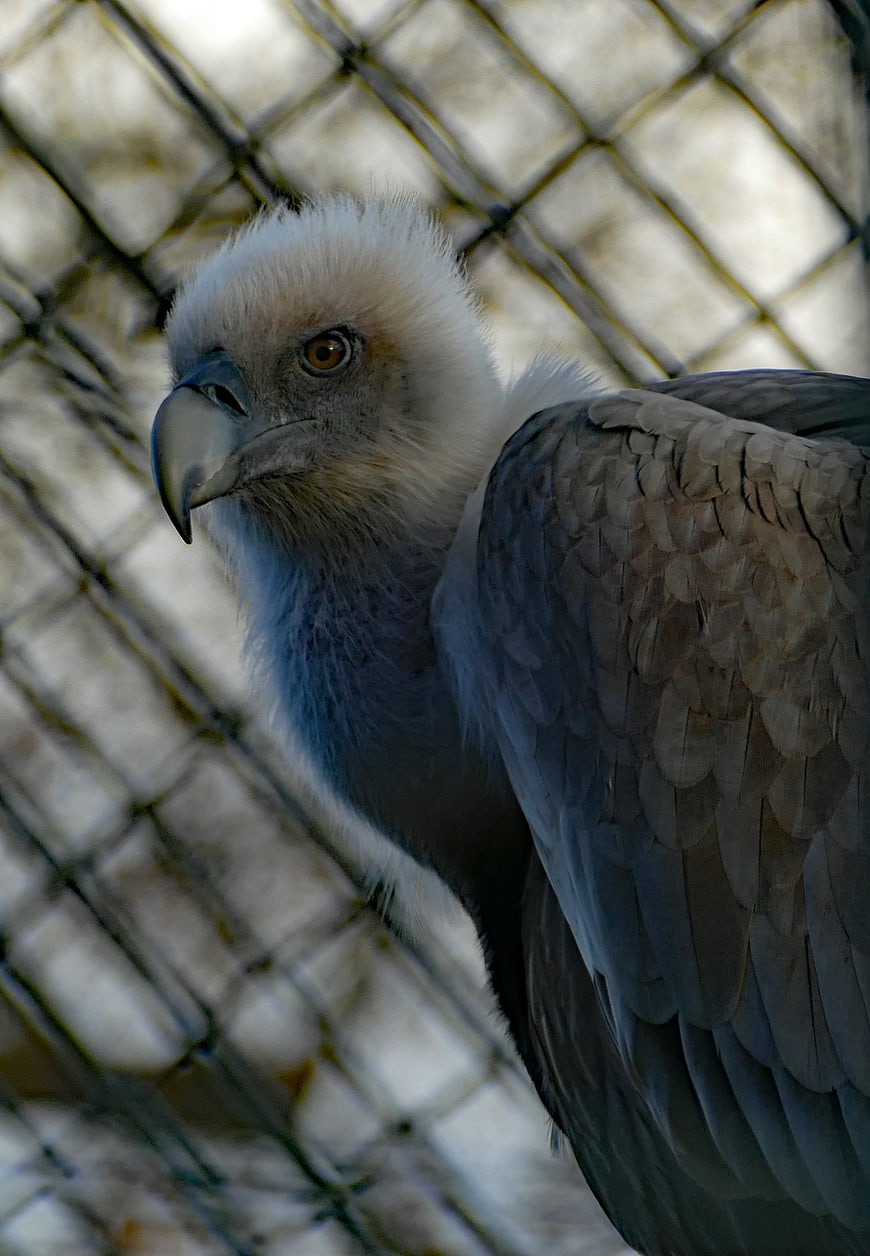 Close-up portrait of a white-headed vulture in captivity
