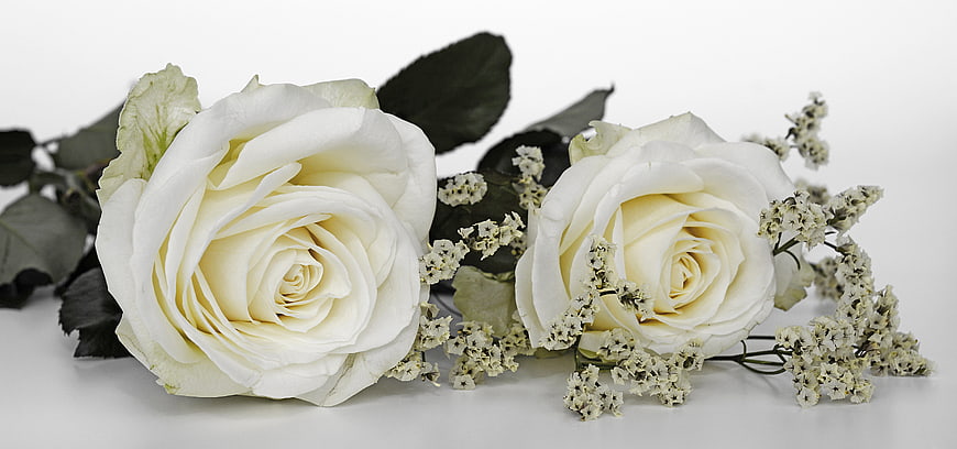 Two White Roses with Baby's Breath on White Background
