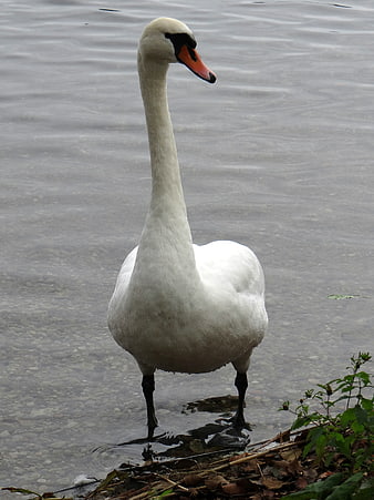 White Mute Swan Standing in Shallow Water