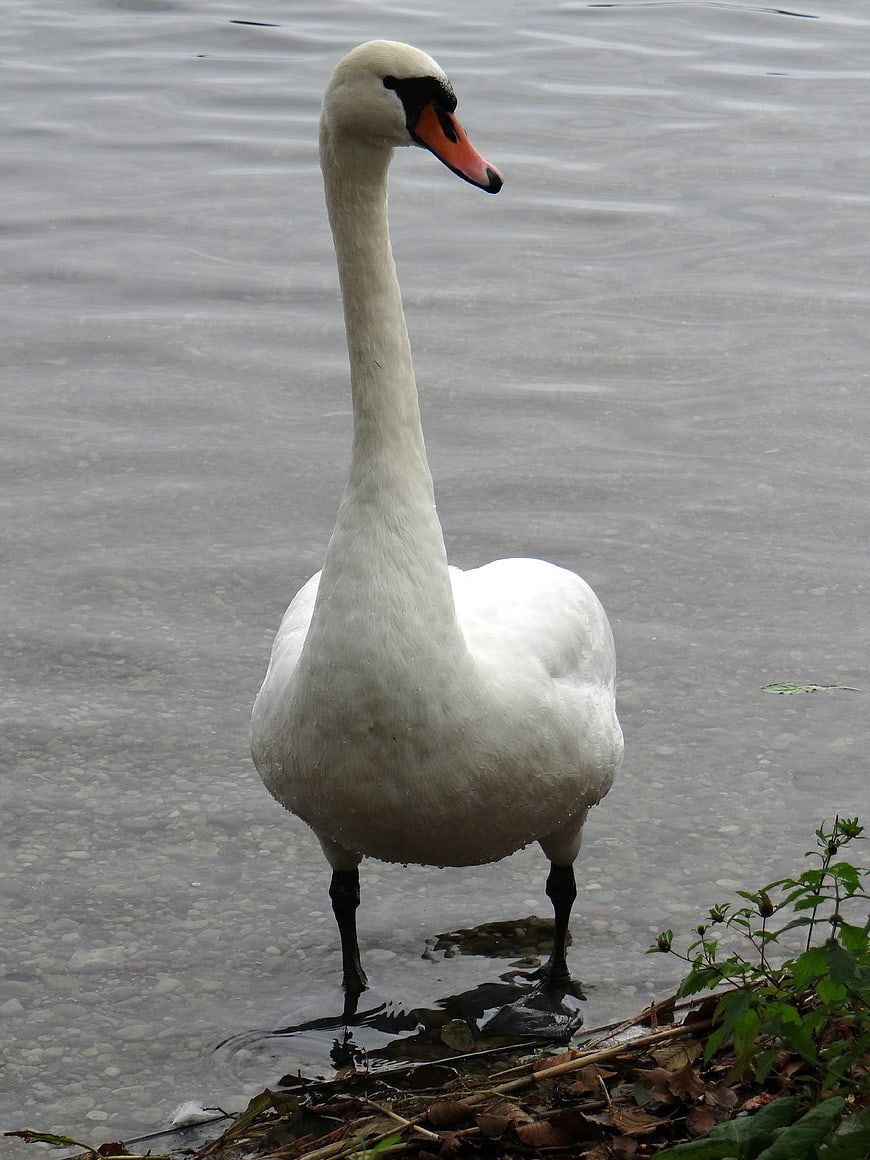 White Mute Swan Standing in Shallow Water