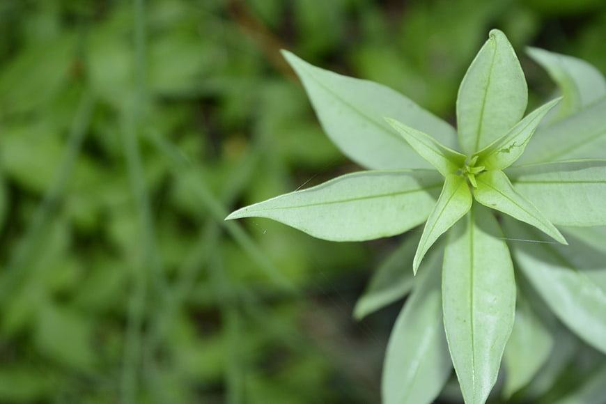 Close-up of fresh green plant leaves with blurred background