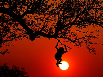 Silhouette of Ape Hanging from Tree Branch at Sunset
