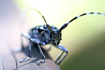 Close-up Macro of Black Longhorn Beetle on Wood