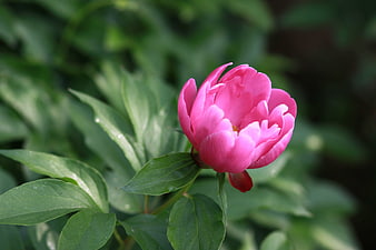 Pink Peony Flower Bud in Green Garden