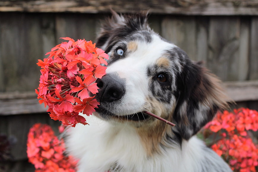 Australian Shepherd Dog Holding Red Geraniums in Mouth