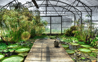 Wooden boardwalk in a lush greenhouse with giant water lilies