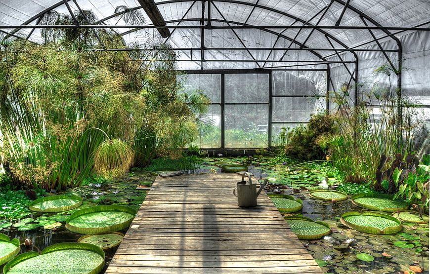Wooden boardwalk in a lush greenhouse with giant water lilies