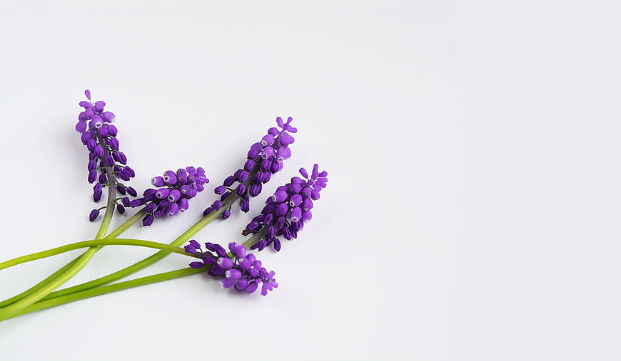 Purple Grape Hyacinth Stems on White Background