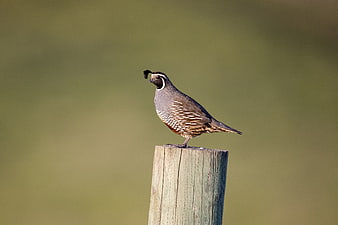 California Quail Perched on Wooden Post