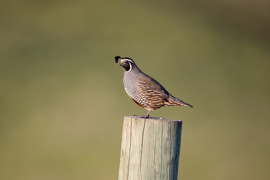 California Quail Perched on Wooden Post