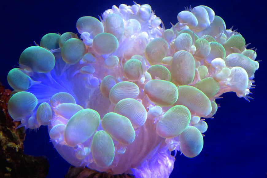 Bubble Tip Coral Close-Up in Blue Aquarium