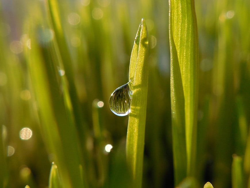 Macro photography of a dewdrop on a green blade of grass