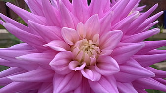 Close-up of a vibrant pink dahlia flower in bloom