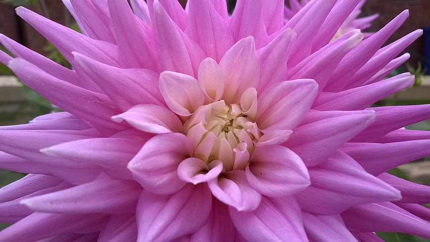 Close-up of a vibrant pink dahlia flower in bloom