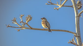 House Sparrow Perched on Dry Branch Against Blue Sky