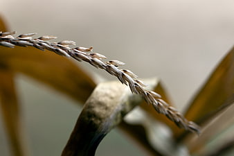 Close-up of dried wheat stalk with seeds against blurred background