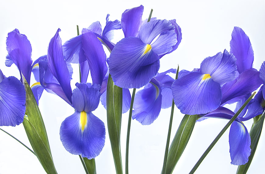 Vibrant Purple Irises Isolated on White Background
