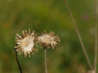 Close-up of dried thistle flower heads in a meadow