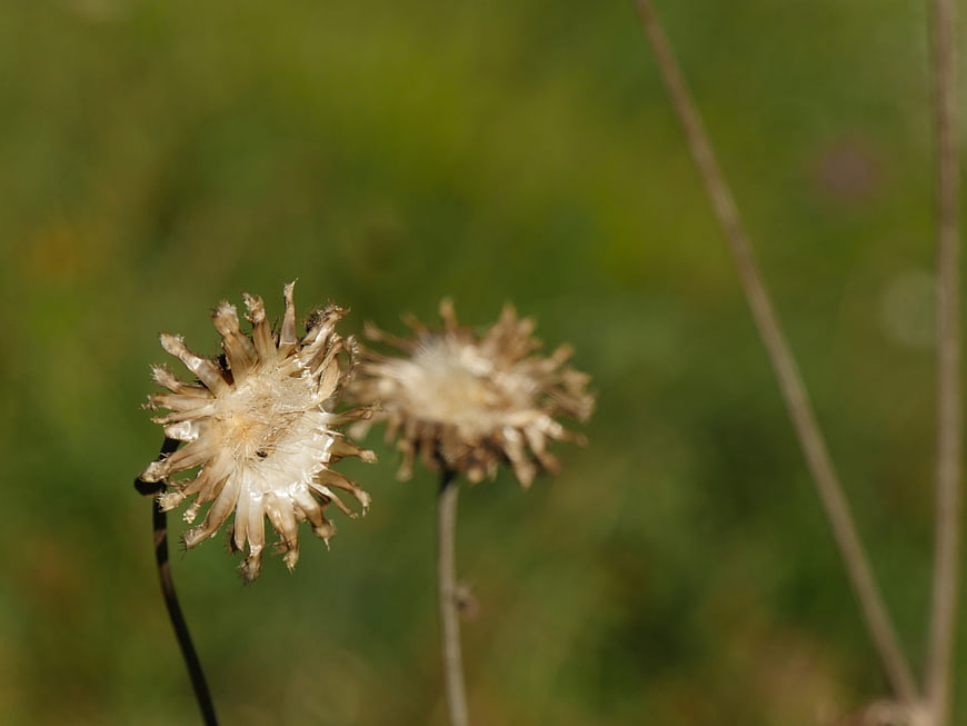 Close-up of dried thistle flower heads in a meadow
