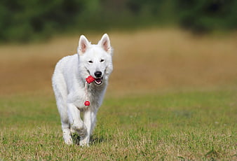 White Swiss Shepherd Dog Running with Red Toy in Grass