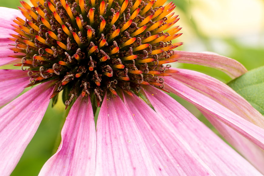 Close-up of pink coneflower with textured orange center