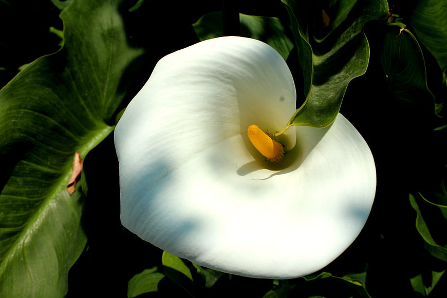 Close-up of white calla lily with yellow spadix and green leaves