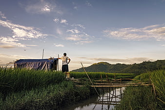 Farmer standing in lush green rice paddy field at sunset