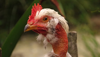 Close-up portrait of a white chicken with red comb