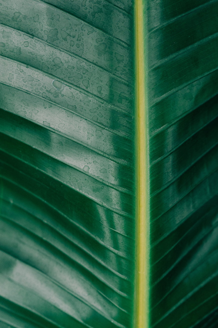 Close-up of green banana leaf with water droplets