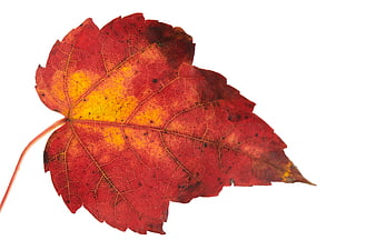 Red and yellow maple leaf isolated on white background