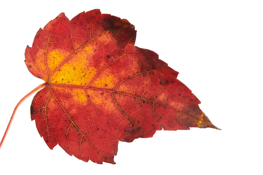Red and yellow maple leaf isolated on white background