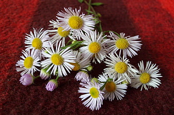 White Fleabane Flowers on Red Textured Background
