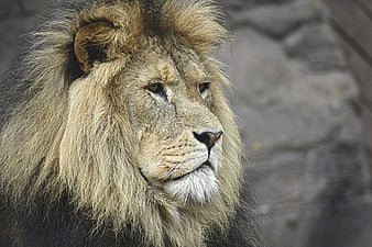 Close-up portrait of a majestic male lion with a full mane
