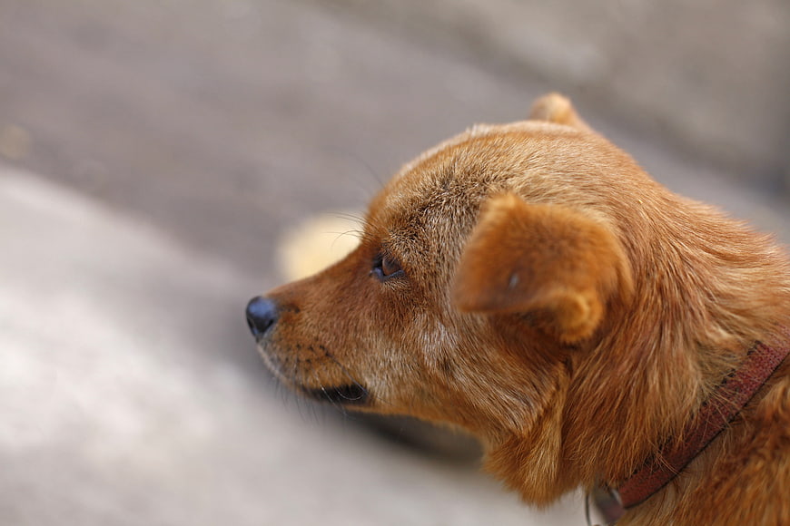 Close-up profile of a brown dog looking left
