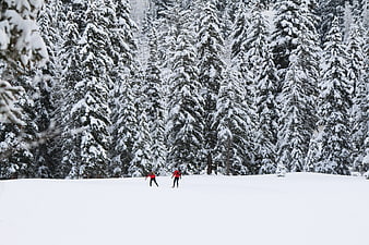 Two skiers in red jackets on snowy slope with pine forest