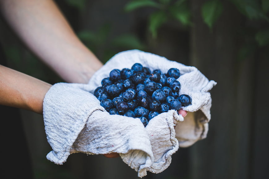 Hands holding fresh blueberries in linen cloth