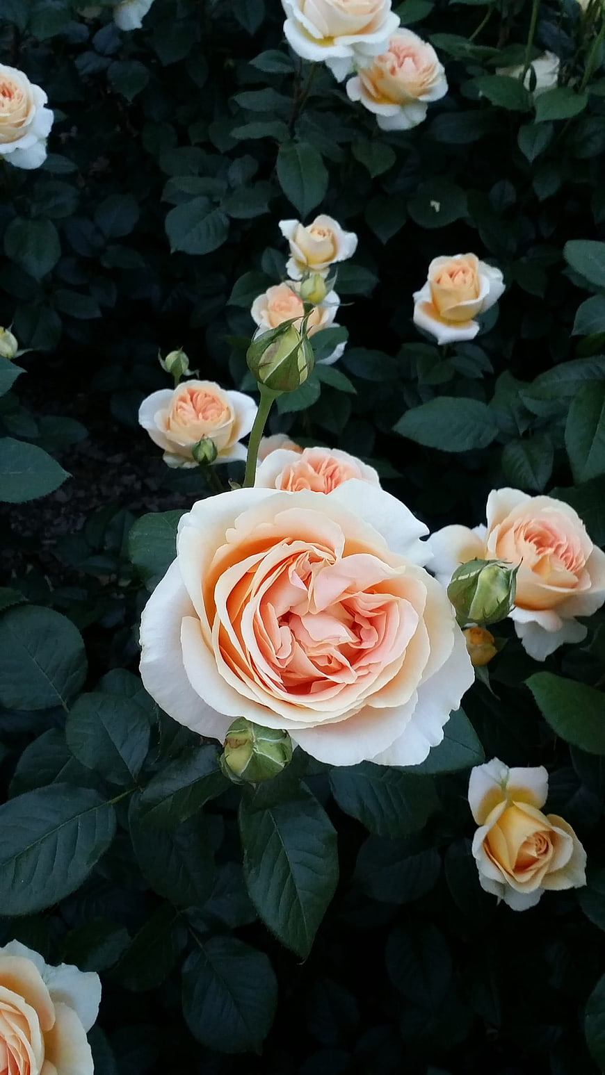 Pale Peach Rose Bloom in Dark Green Garden