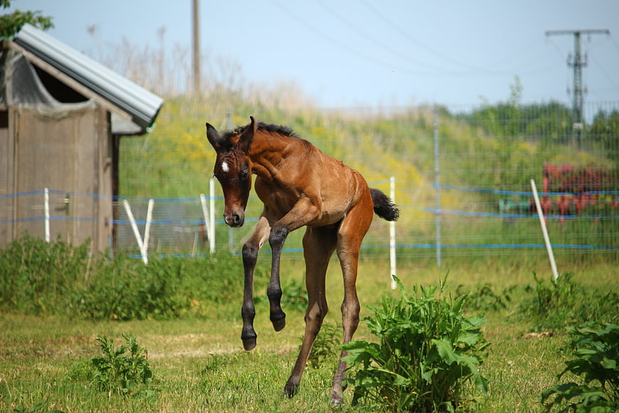 Brown foal jumping in a green pasture with a wooden shed