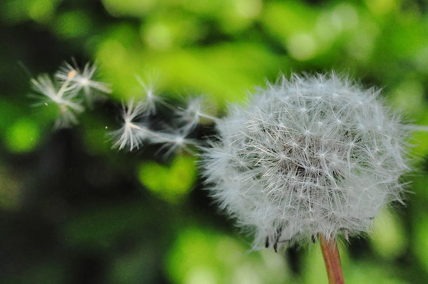 Close-up of a dandelion seed head with seeds blowing in the wind