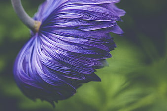 Close-up of purple anemone flower petals with green background