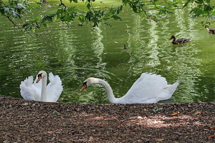 Two white swans swimming in a green pond with ducks