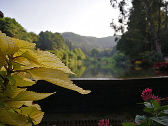 Yellow Coleus Leaves with Blurred Lake and Mountain Background