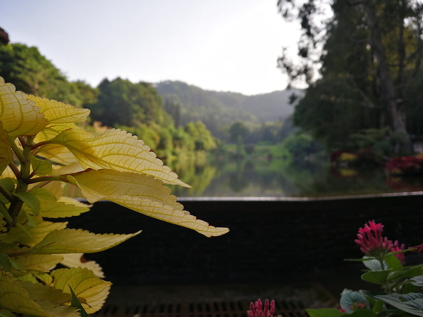 Yellow Coleus Leaves with Blurred Lake and Mountain Background