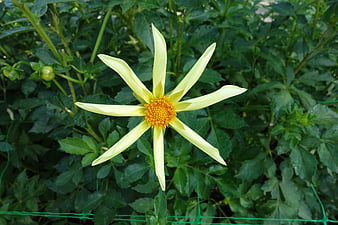 Pale Yellow Dahlia Flower in Green Garden